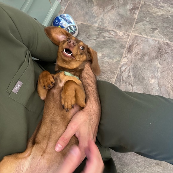 Meet your Posher, Lauren - Picture 5 of 6